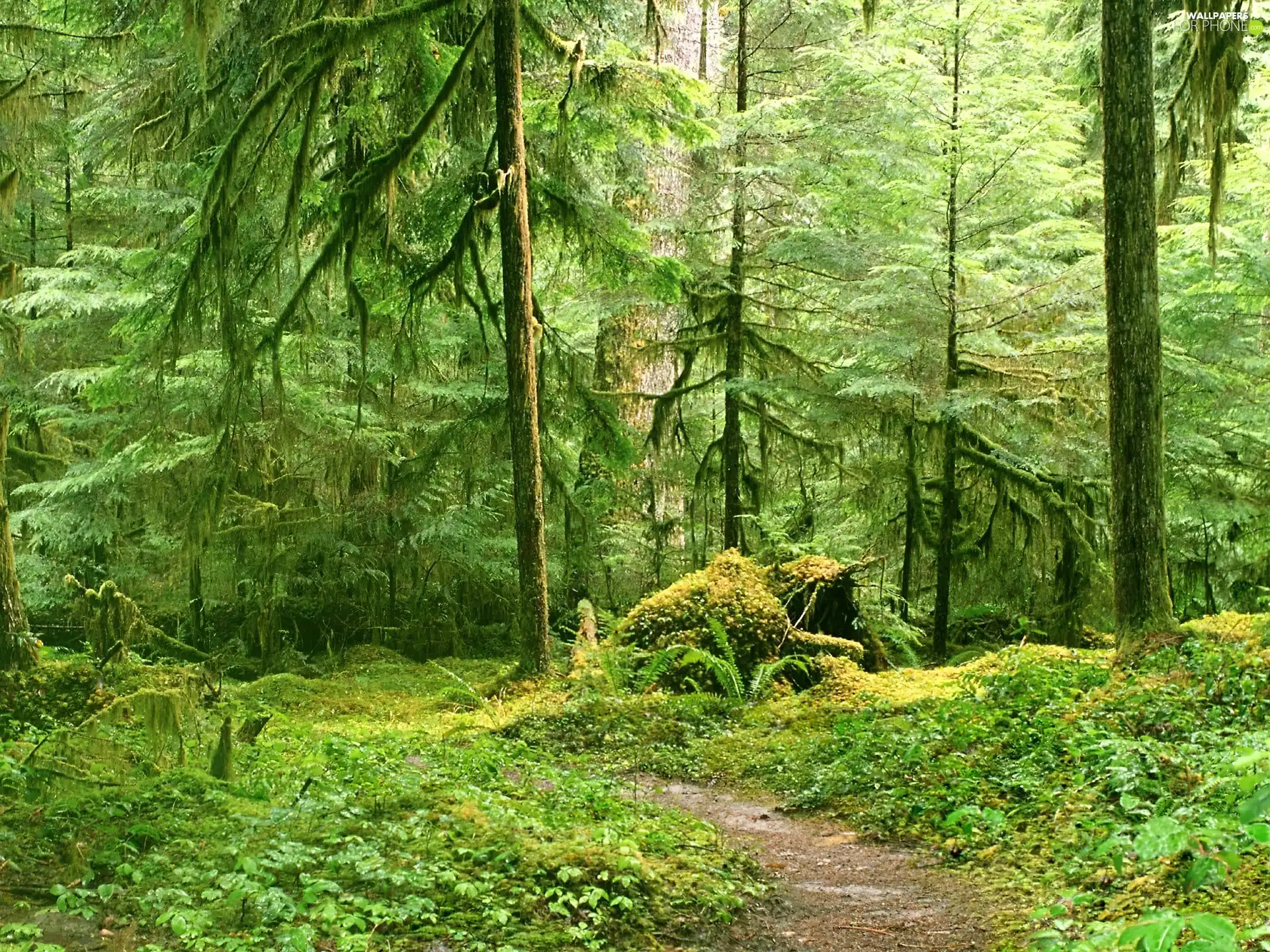Wolf, Path, Grey