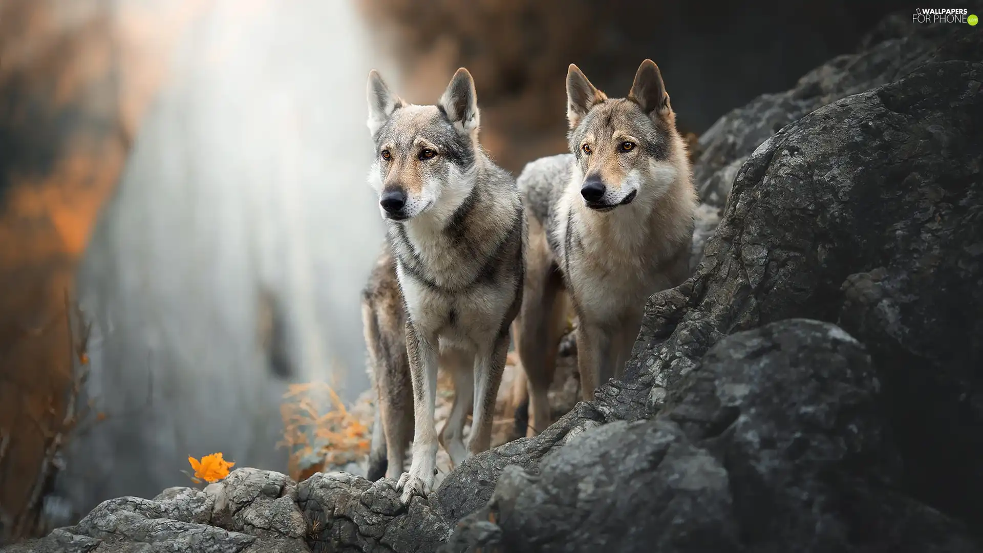 Two cars, Czechoslovakian Wolfdog, Rocks, Dogs