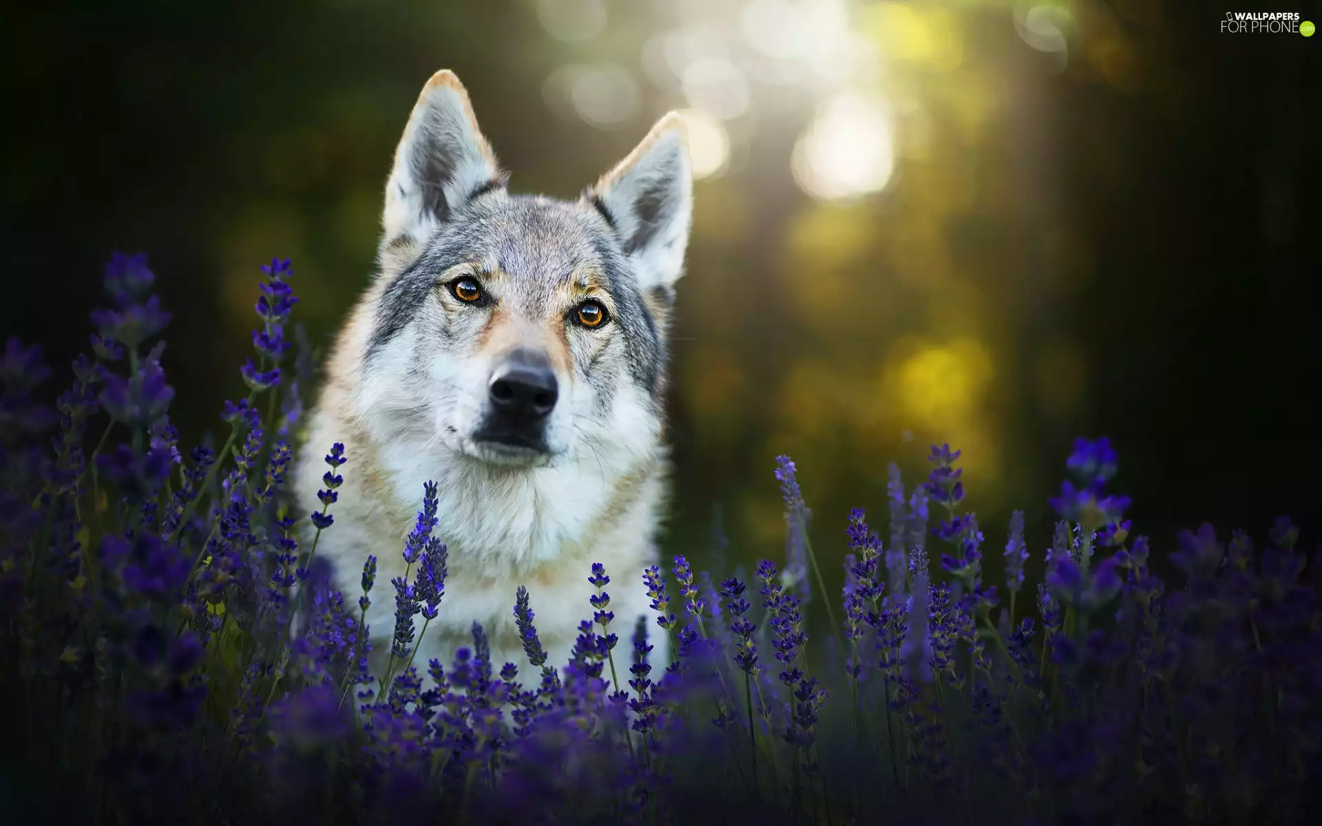 lavender, dog, Czechoslovakian Wolfdog