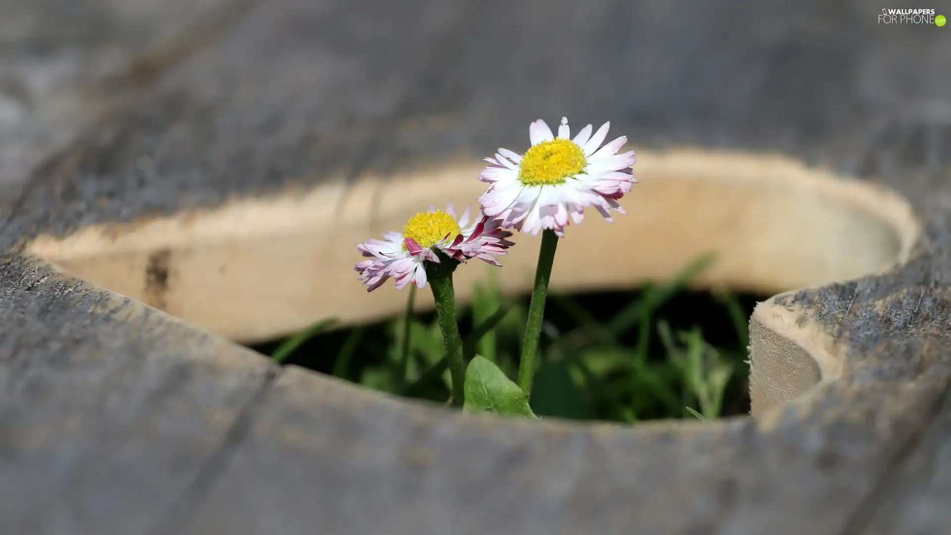 Heart, Wood, daisies, cut, Two
