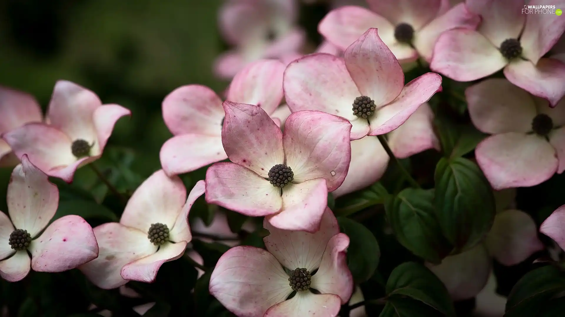 leaves, Flowers, dog-wood