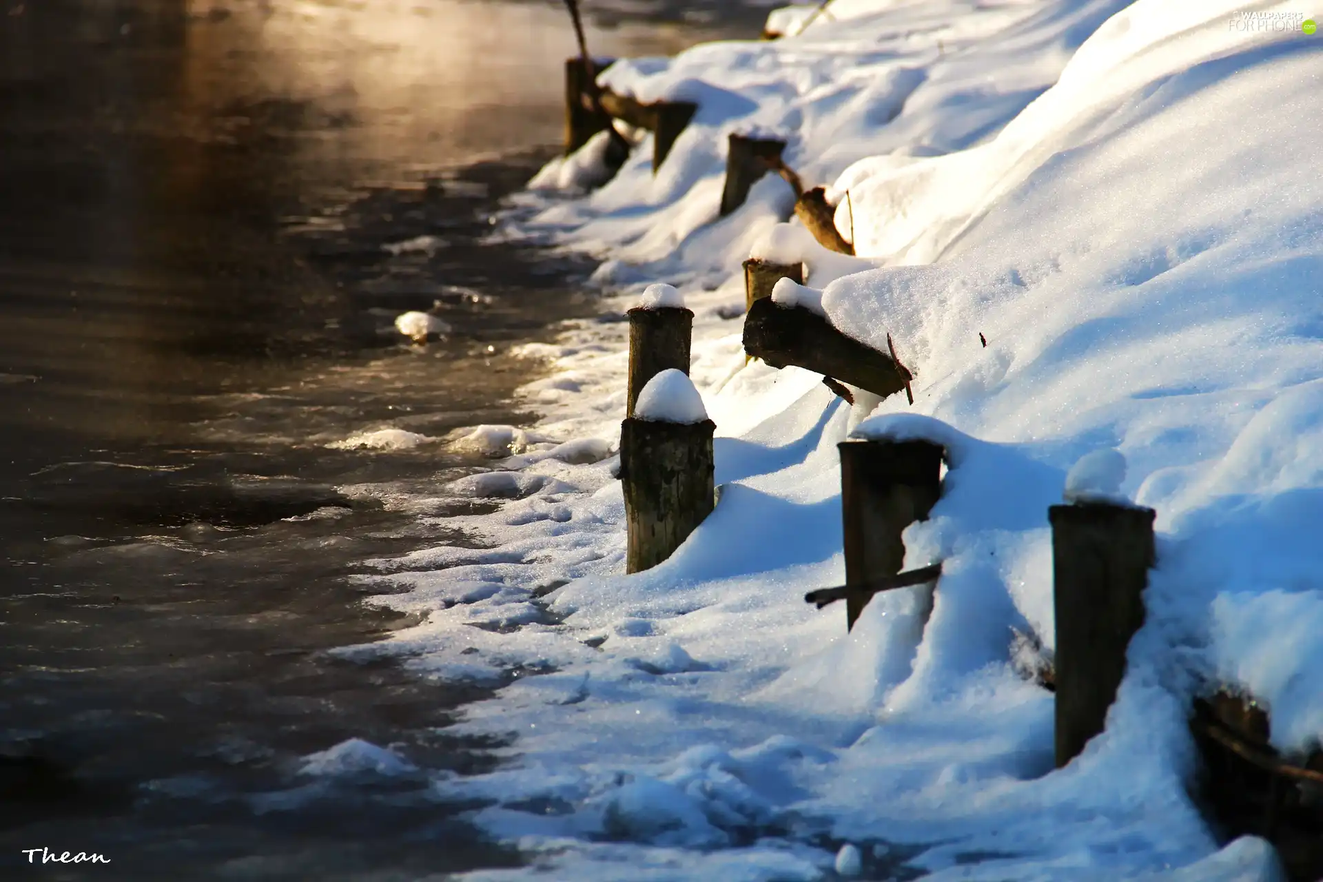 wood, Pins, coast, lake, snow