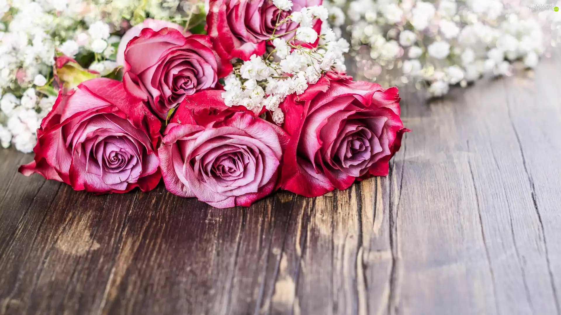 White, Pink, Gipsówka, Wood, Flowers, roses