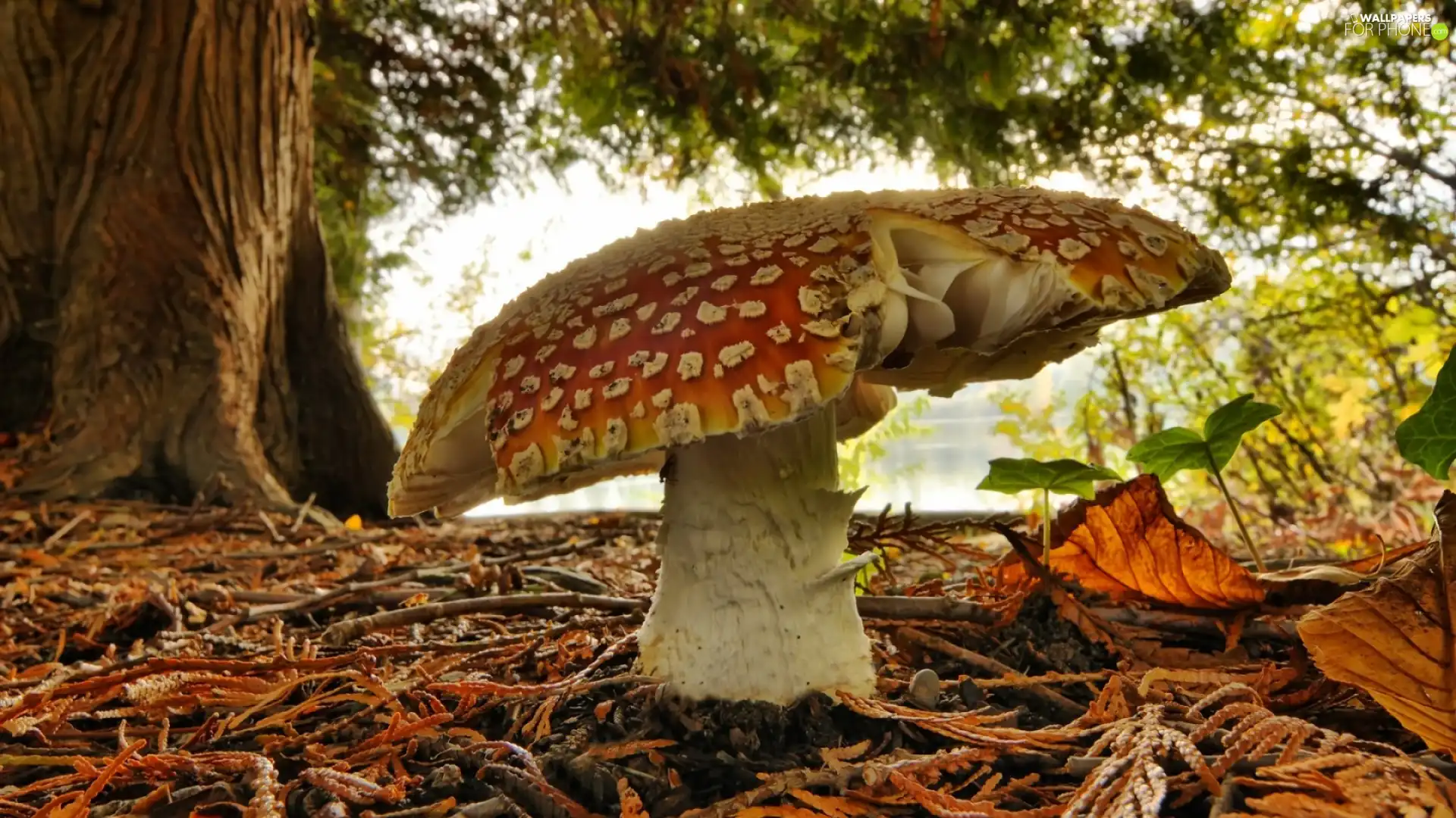 toadstool, litter, wood, forest