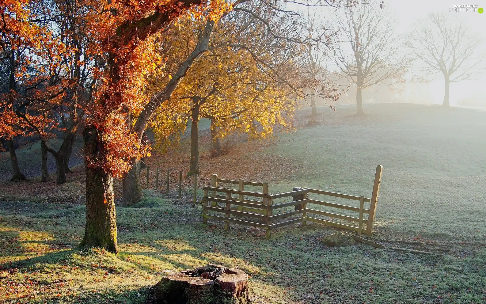Fog, trees, fence, viewes, autumn, wood, trunk