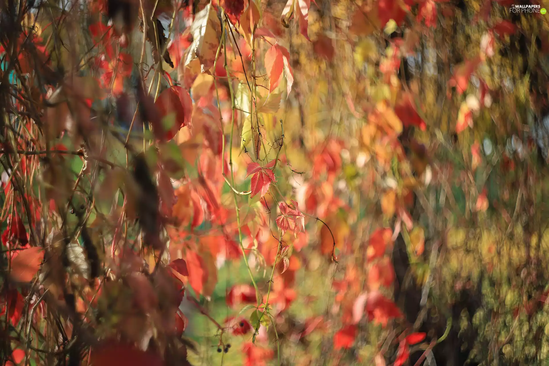 Red, Woodbine, Virginia Creeper, Leaf