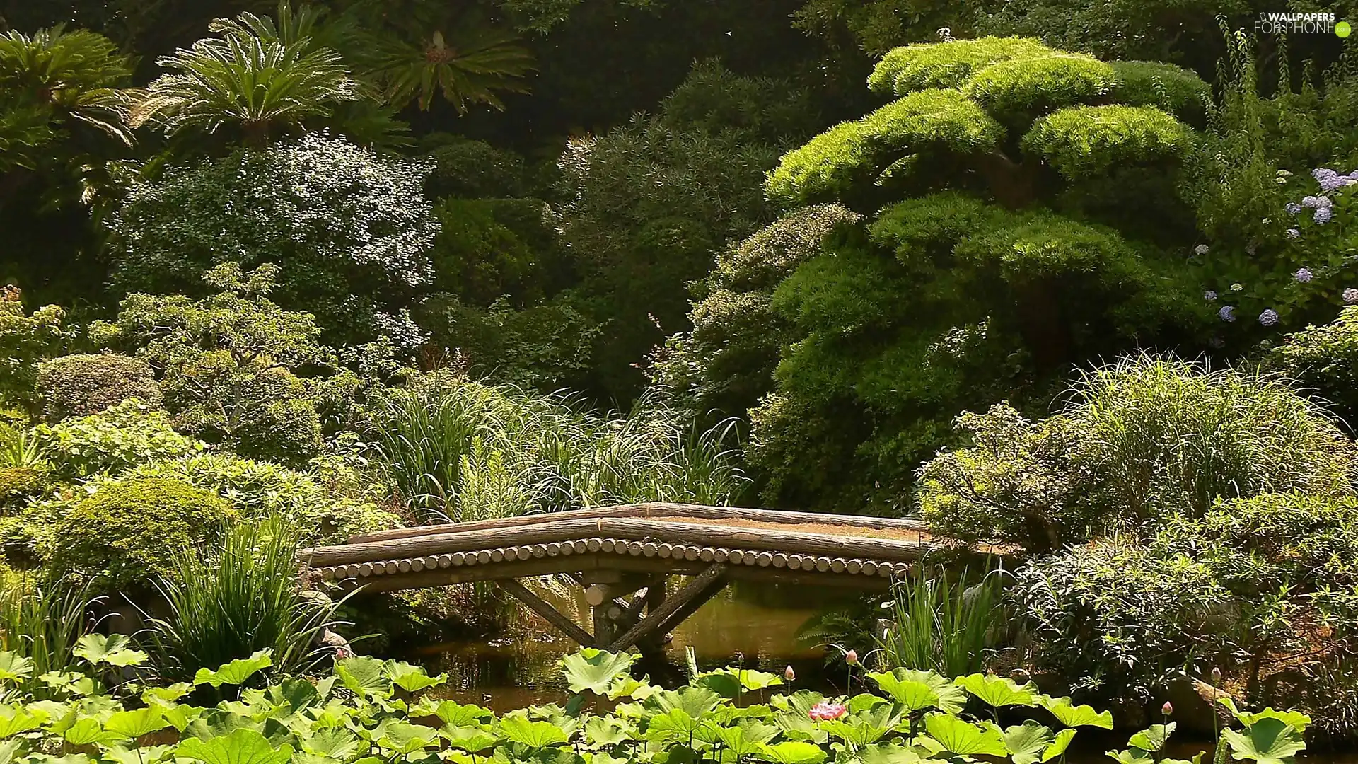 wooden, bridges, japanese, Pond - car, Garden