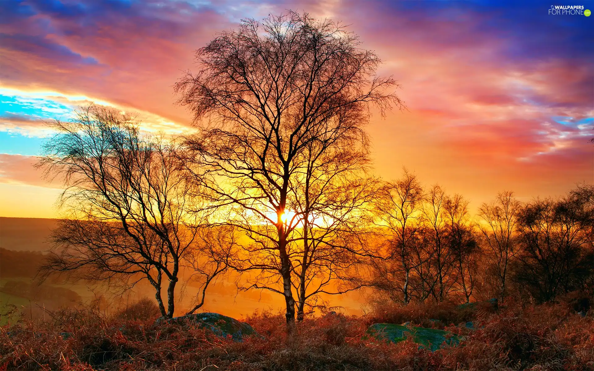 Fog, woods, autumn, clouds, sun, viewes, trees, rays