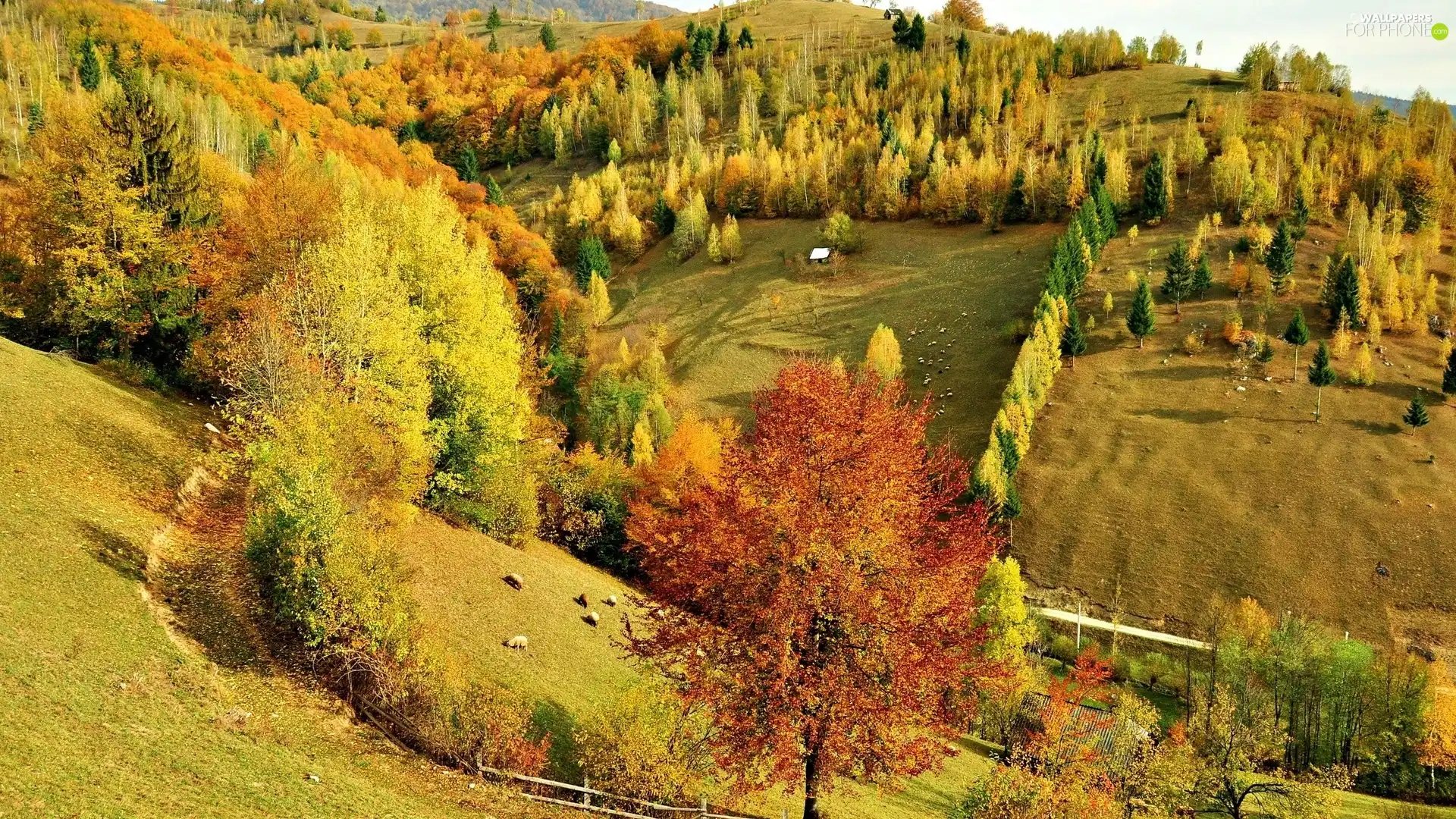 woods, autumn, Hill
