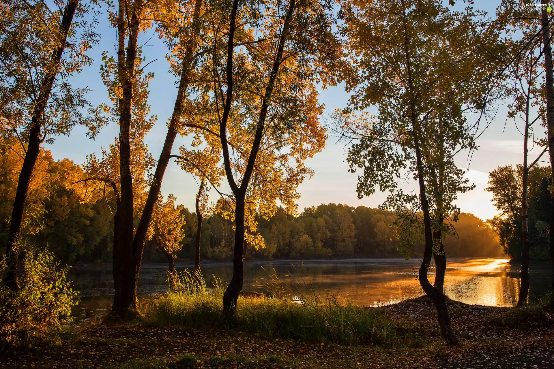 sun, lake, viewes, woods, trees, illuminated
