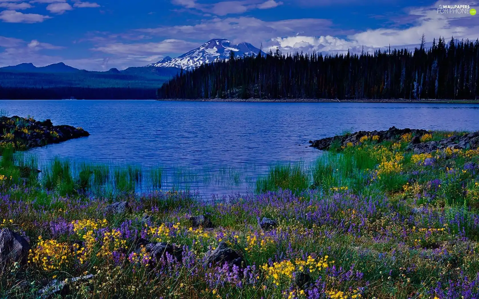 lake, Mountains, woods, Flowers