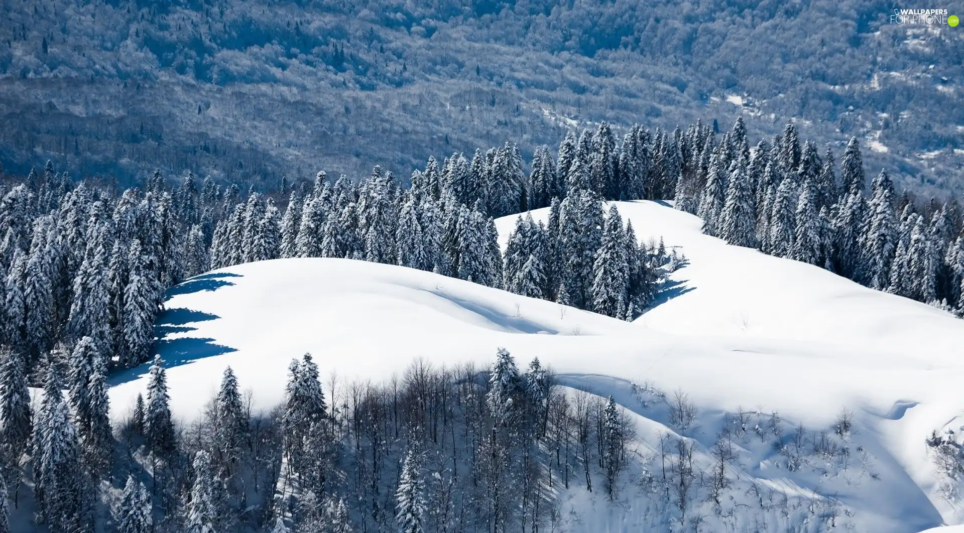 woods, winter, Mountains