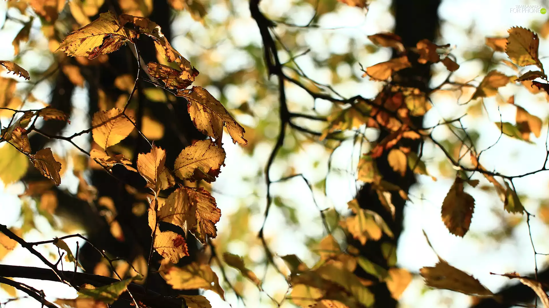 Autumn, Leaf, Twigs, Yellow
