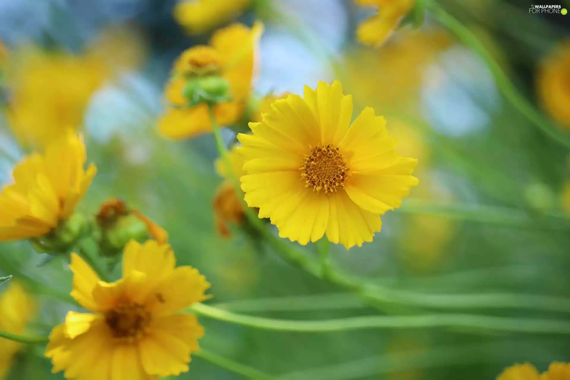 Calliopsis, Flowers, rapprochement, Yellow
