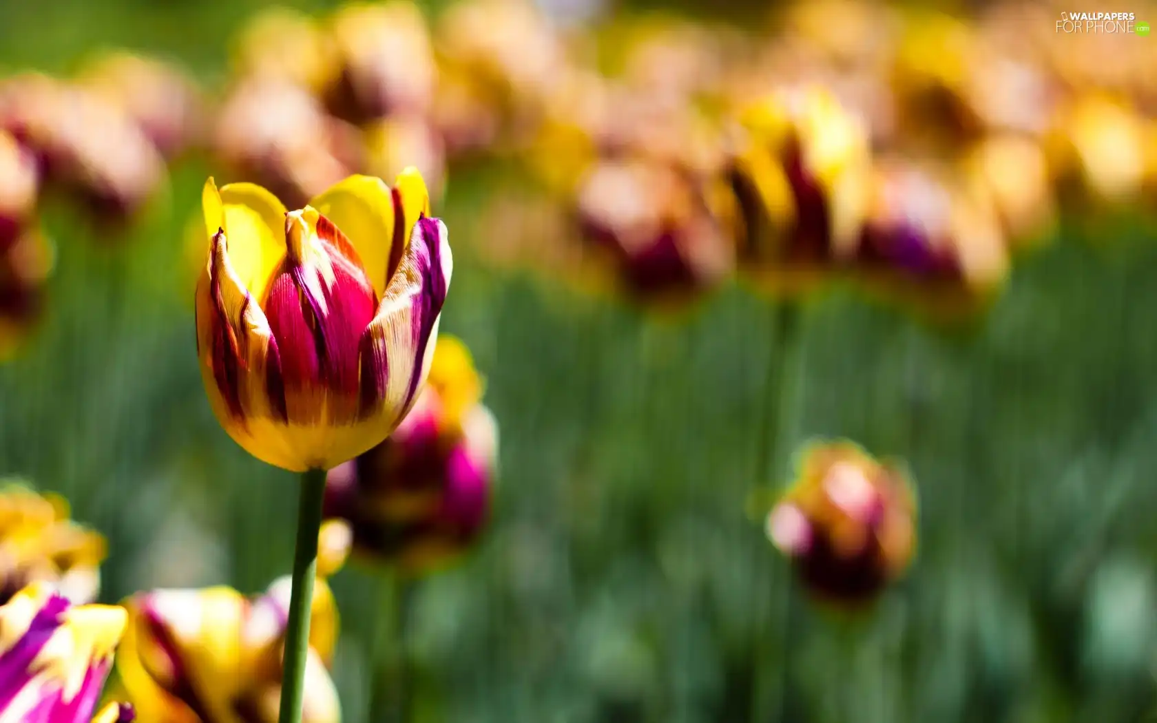 color, purple, Yellow, Tulips