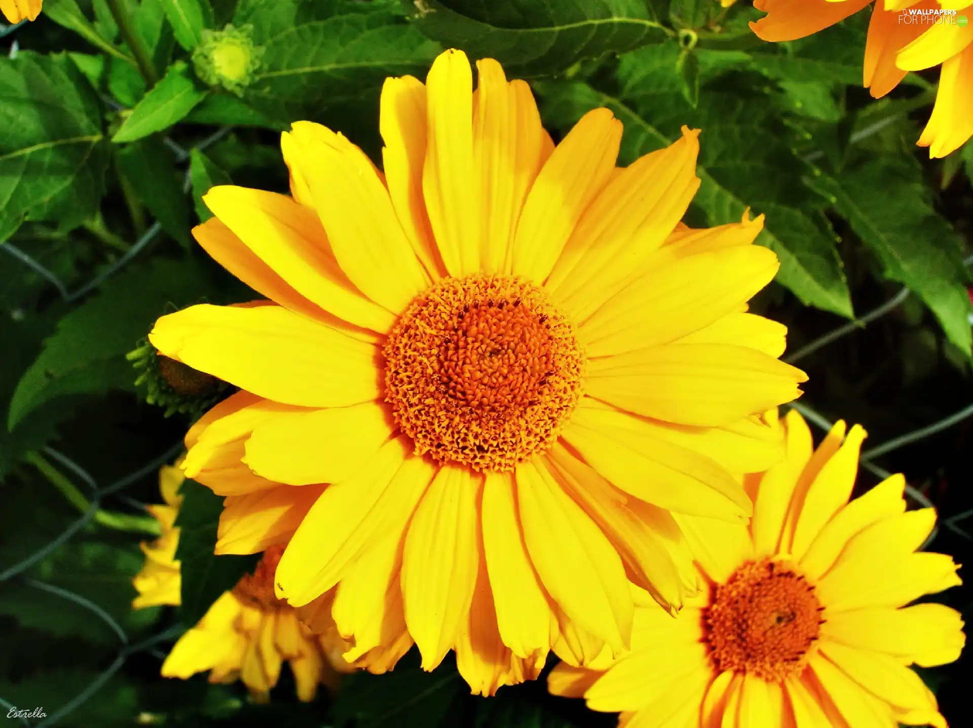 flakes, Colourfull Flowers, Yellow