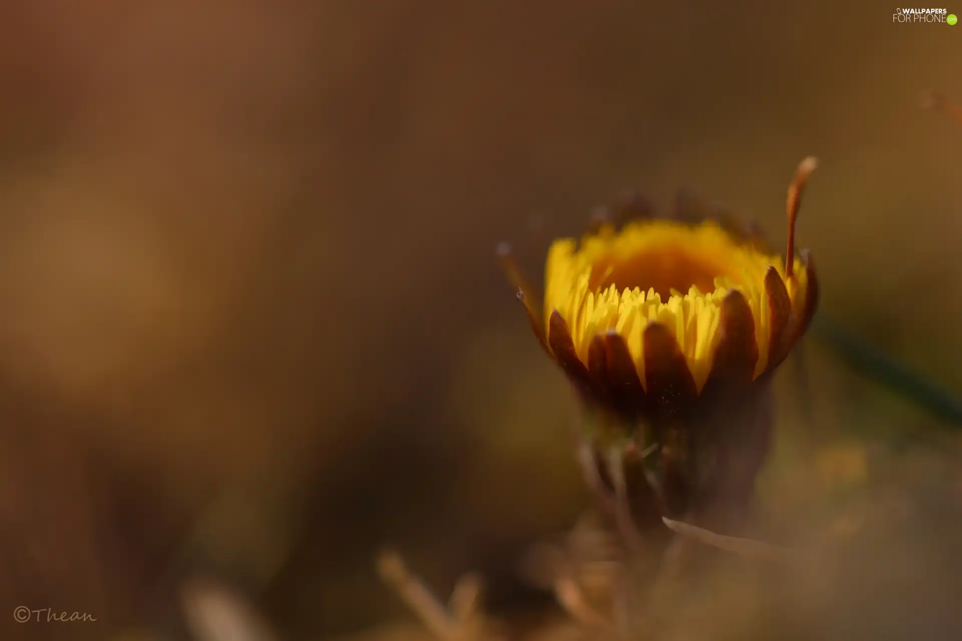 Colourfull Flowers, Common Coltsfoot, Yellow