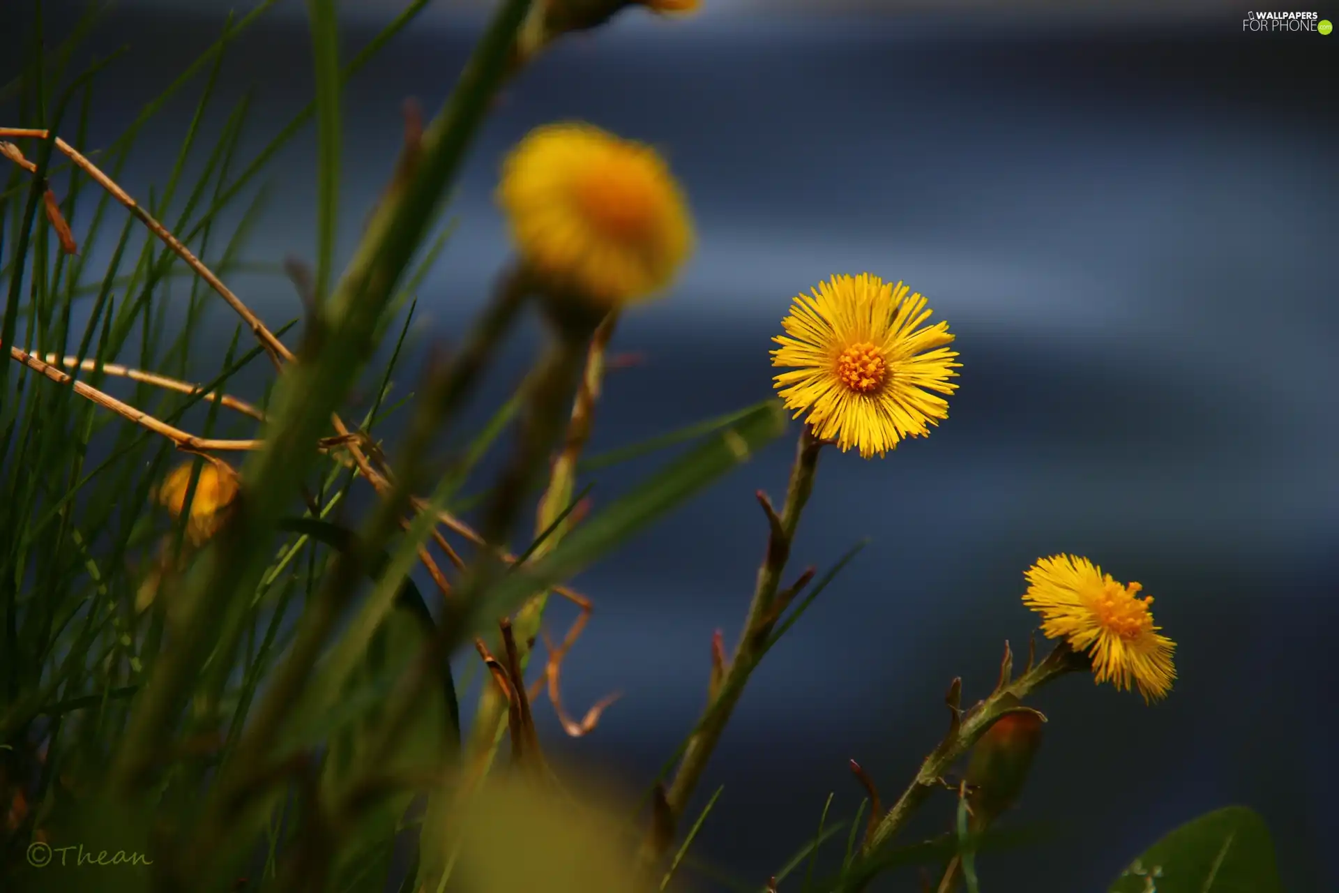 Flowers, Common Coltsfoot, Yellow