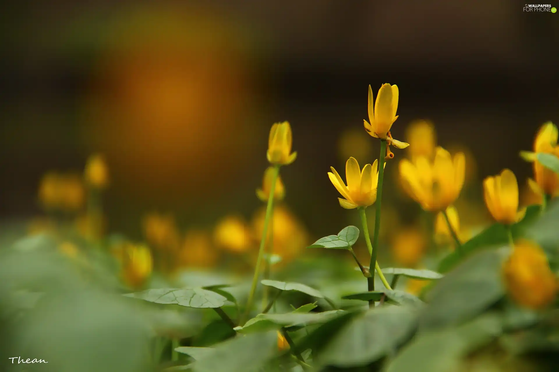 Flowers, fig buttercup, Yellow