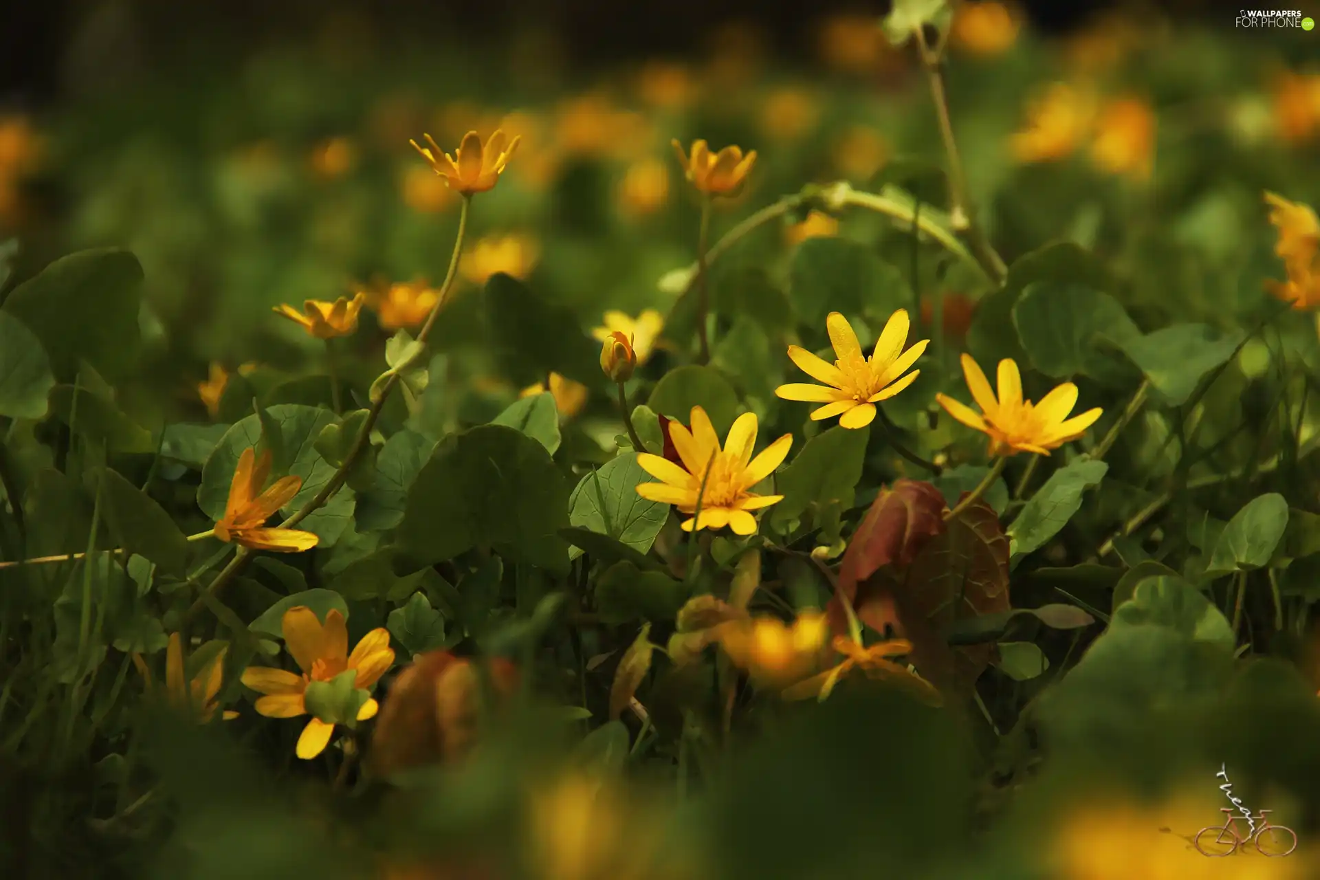 Flowers, fig buttercup, Yellow