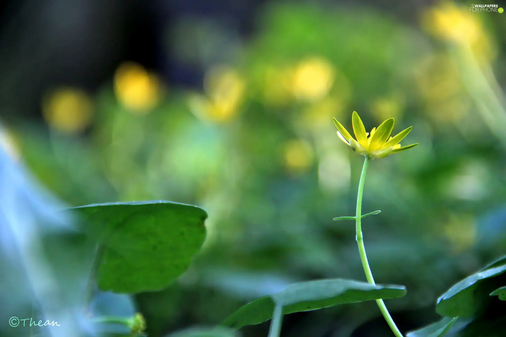 Colourfull Flowers, fig buttercup, Yellow