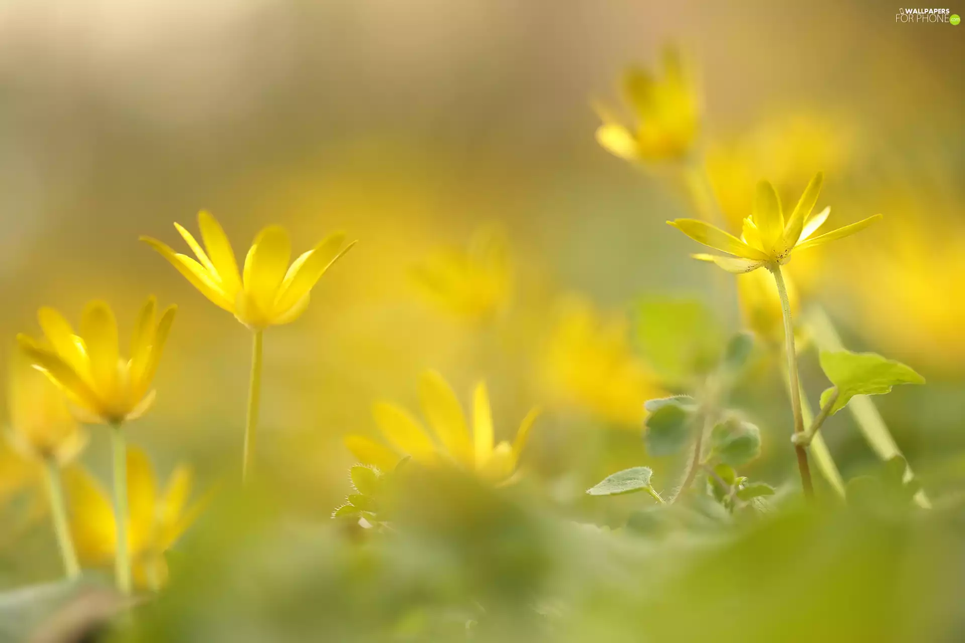 Flowers, fig buttercup, Yellow