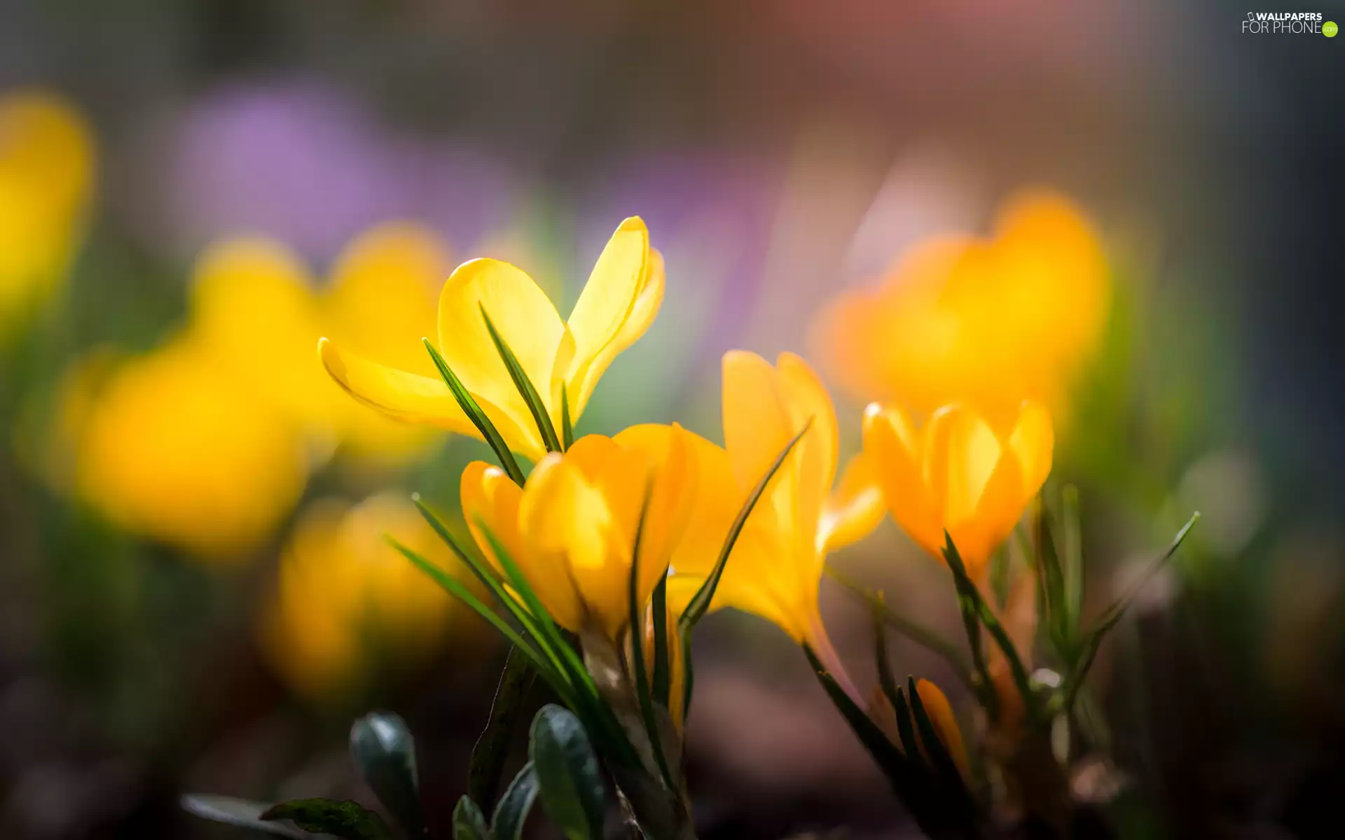 Flowers, crocuses, cluster, Yellow