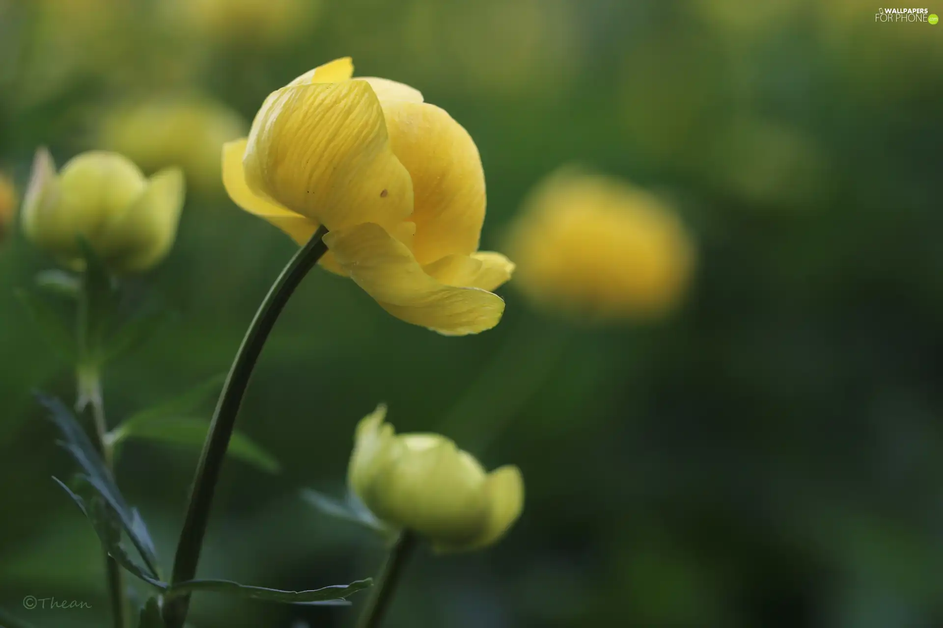 Colourfull Flowers, buttercup, Yellow