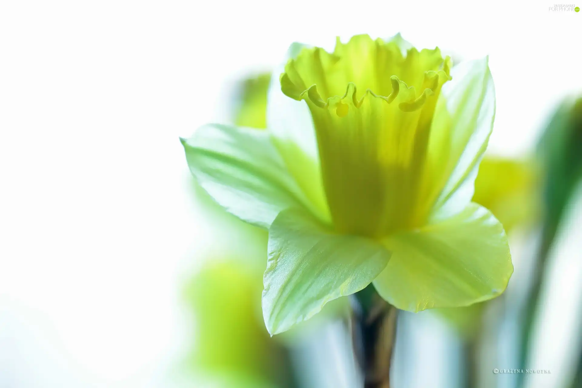 Colourfull Flowers, jonquil, Yellow