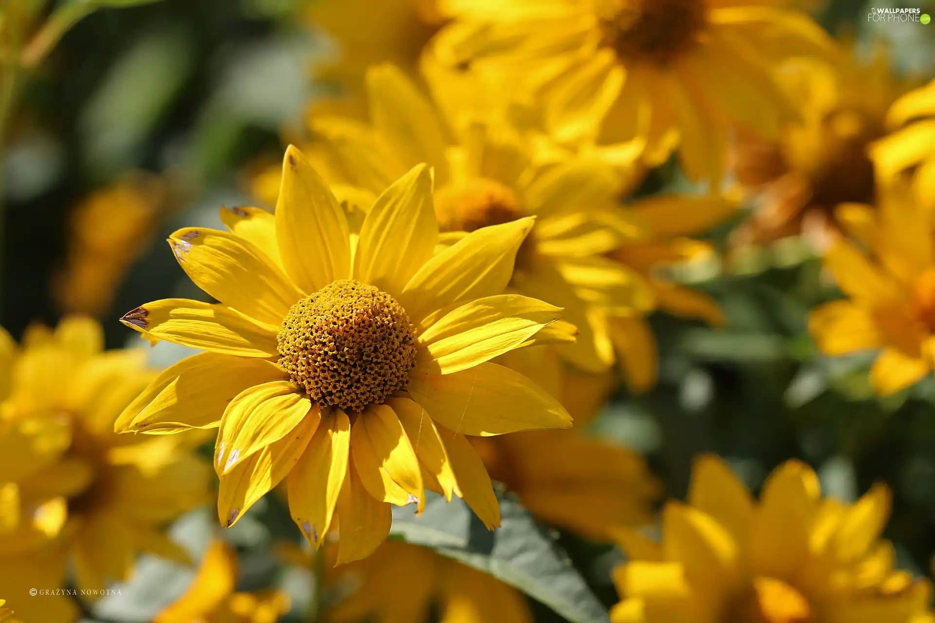 Colourfull Flowers, Rudbeckia, Yellow