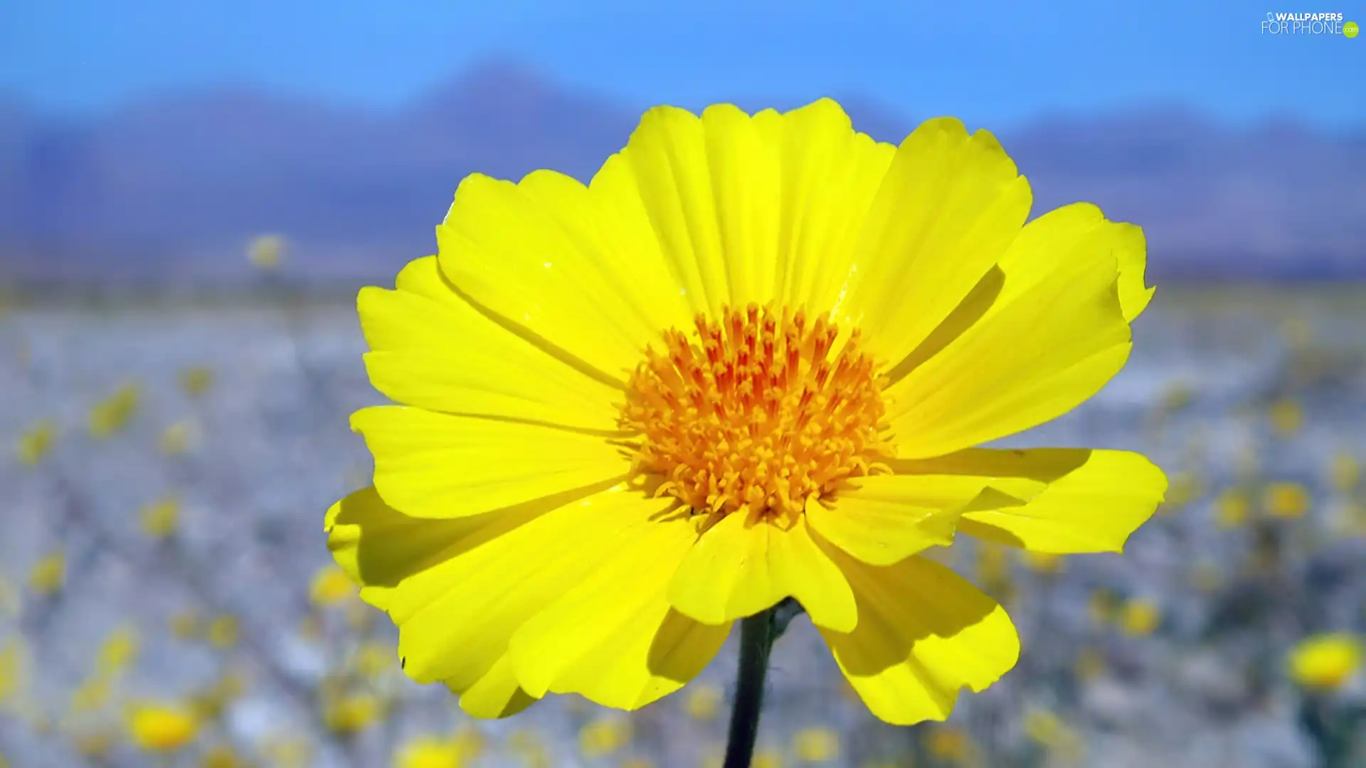 Colourfull Flowers, Sky, Yellow