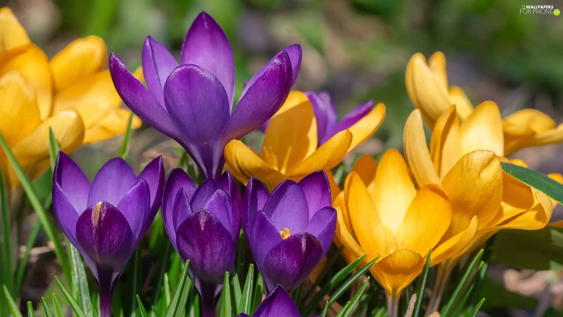 Flowers, purple, crocuses, Yellow