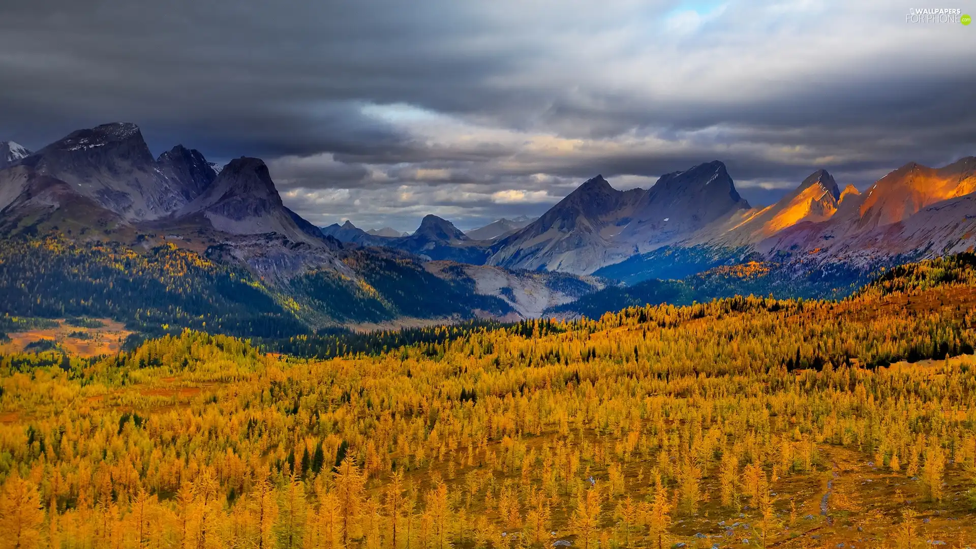 Yellow, Flowers, Mountains, Sky, Field