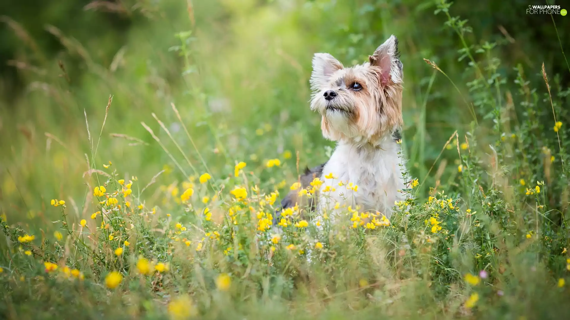 dog, Yellow, Flowers, Yorkshire Terrier