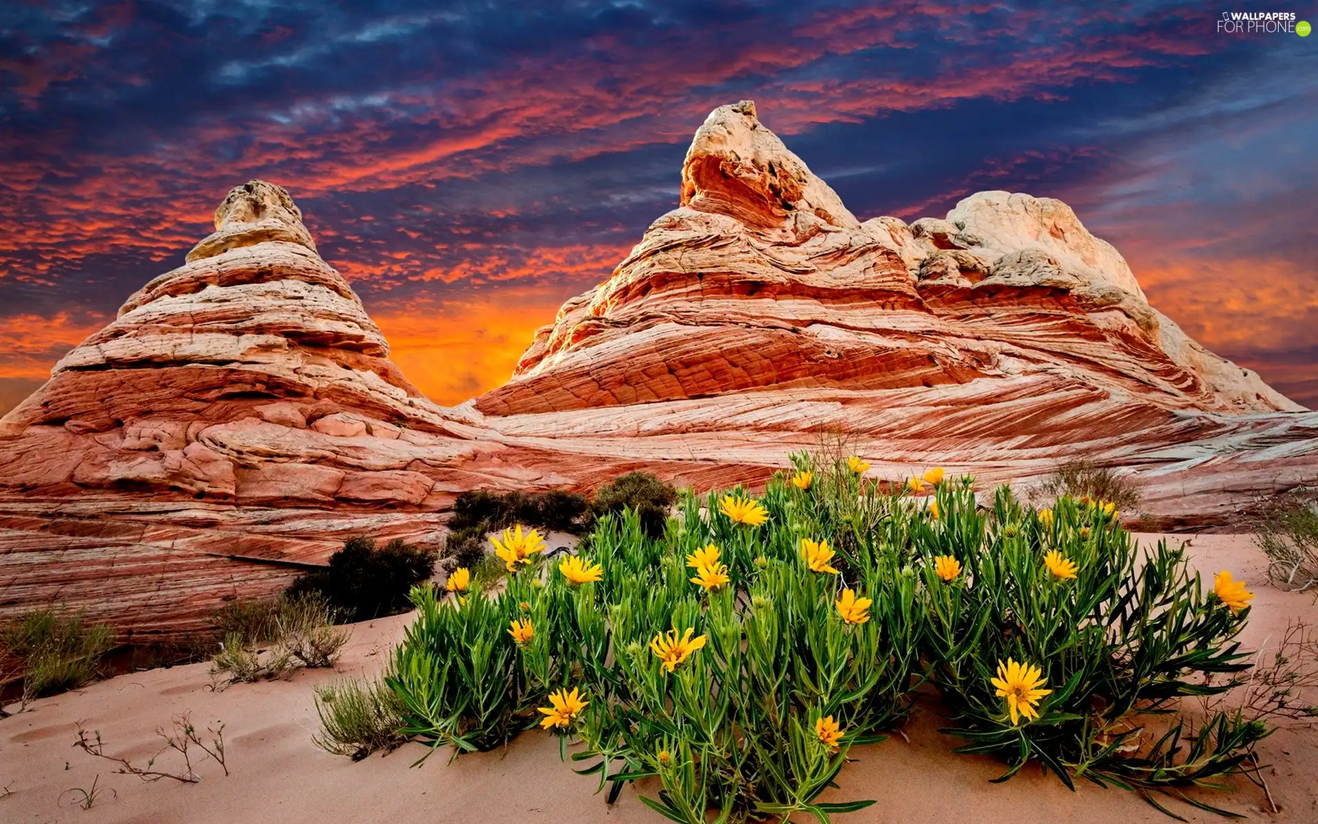 Great Sunsets, Yellow, Flowers, canyon
