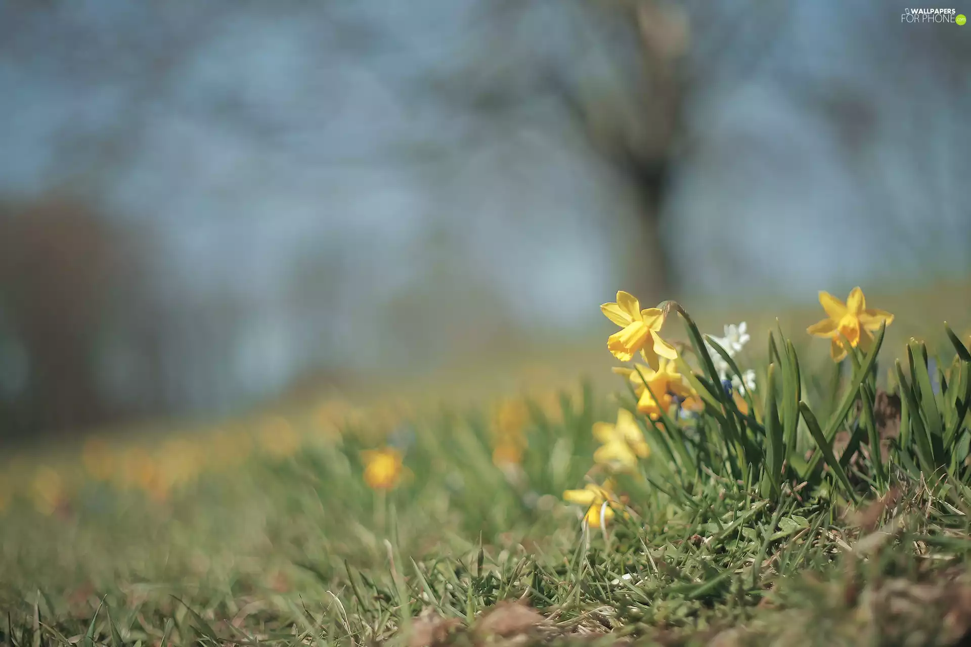 Jonquil, Flowers, grass, Yellow
