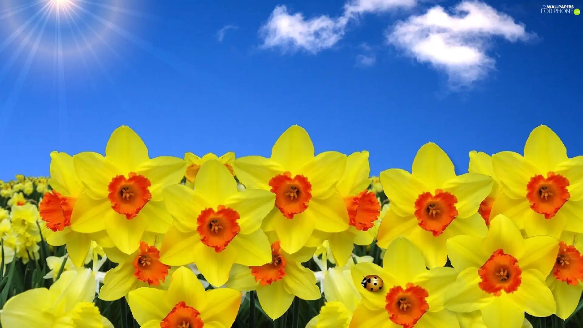 ladybird, Daffodils, Yellow Honda