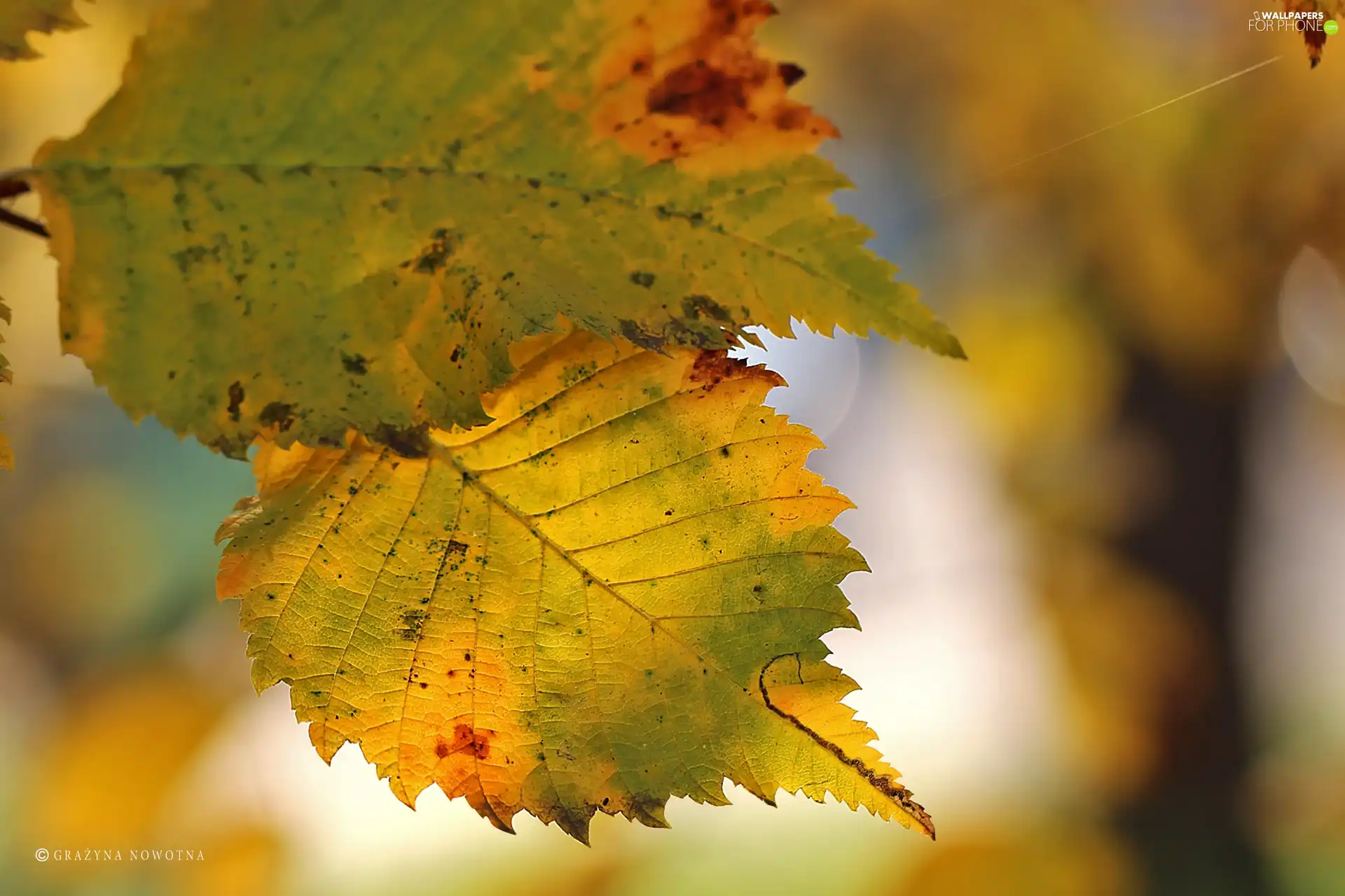 Yellow, Autumn, leaf