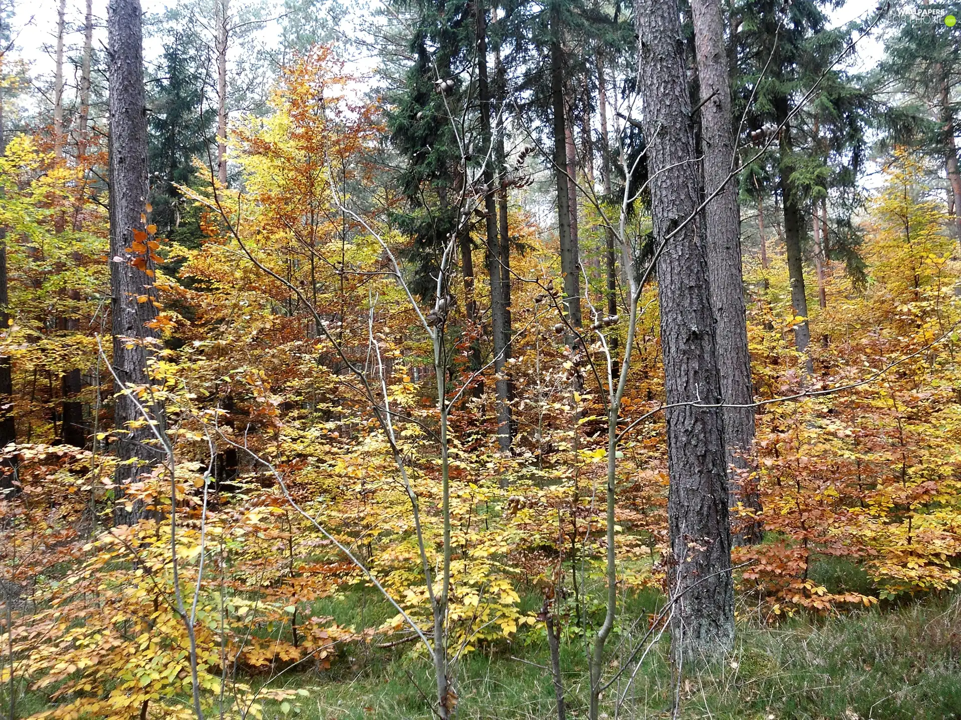 trees, forest, Yellow, Leaf, viewes, autumn