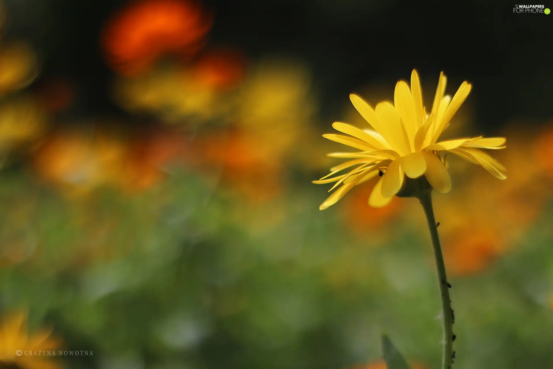 Colourfull Flowers, Marigold Medical, Yellow