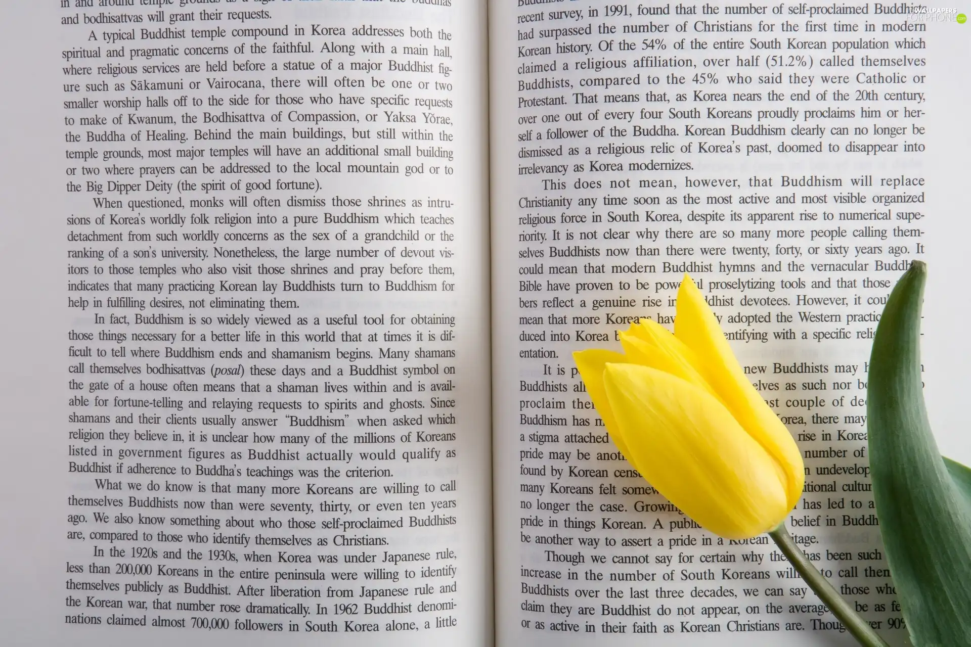 Yellow, tulip, Book, text, Spread