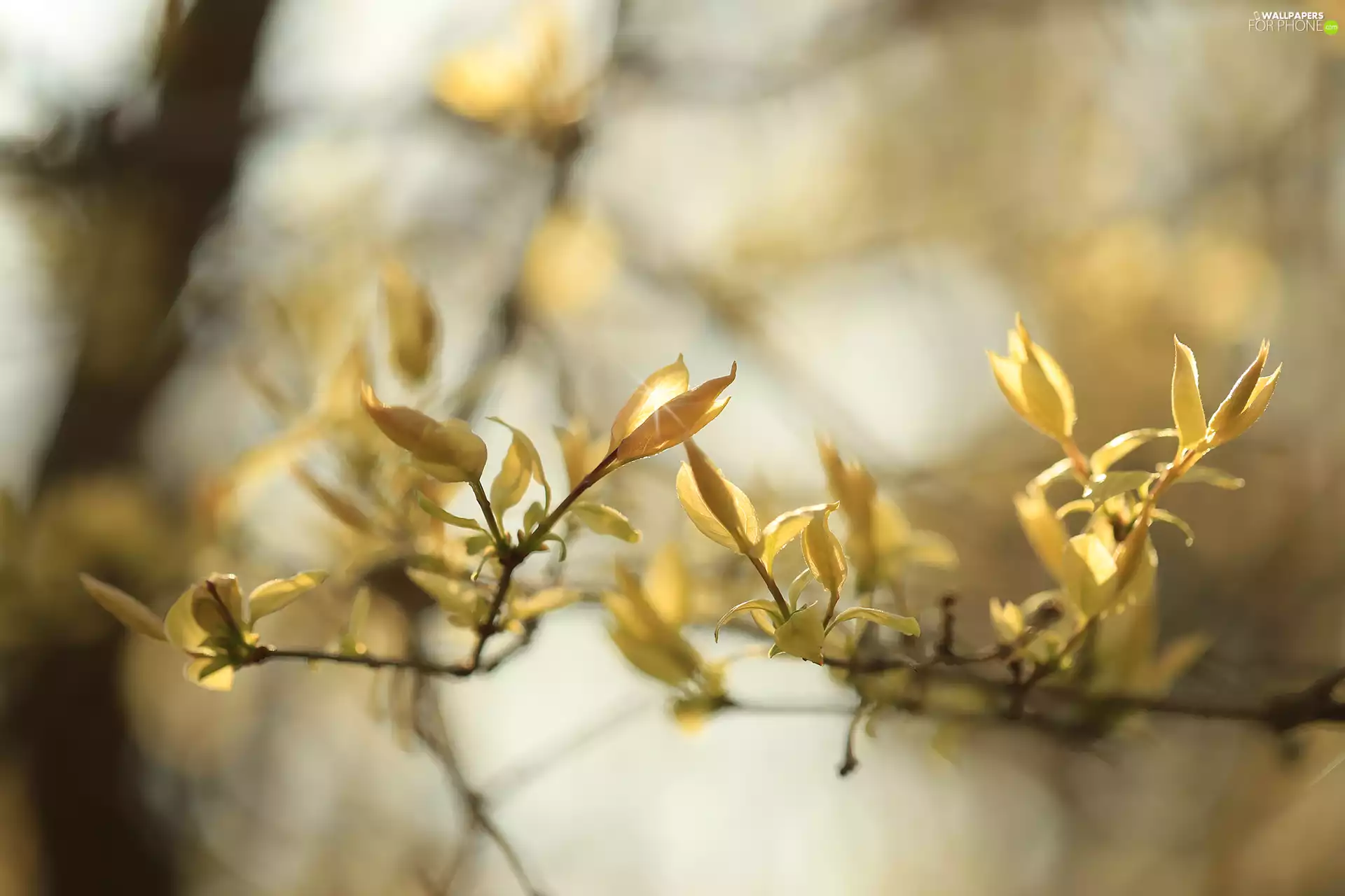 Twigs, Leaf, Buds, Yellow