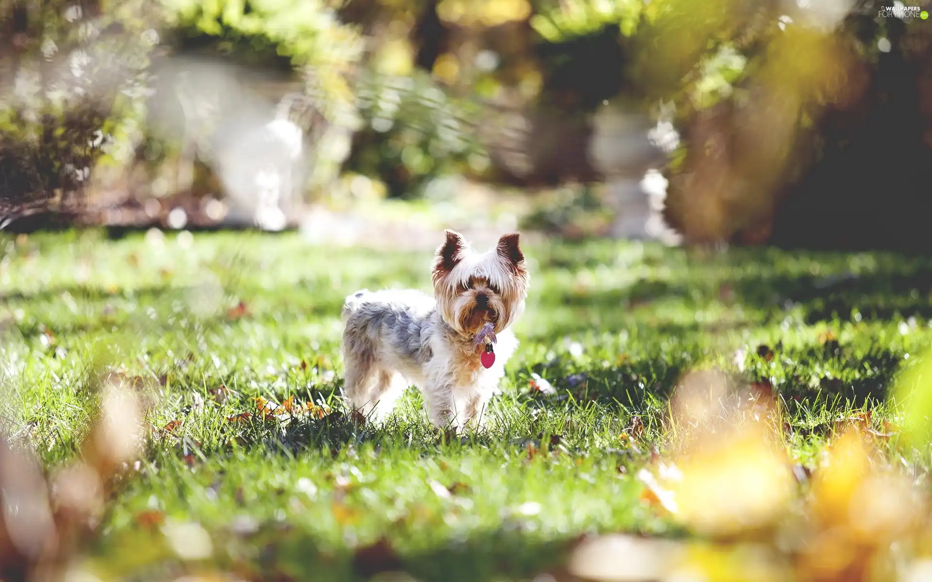 York Terrier, grass