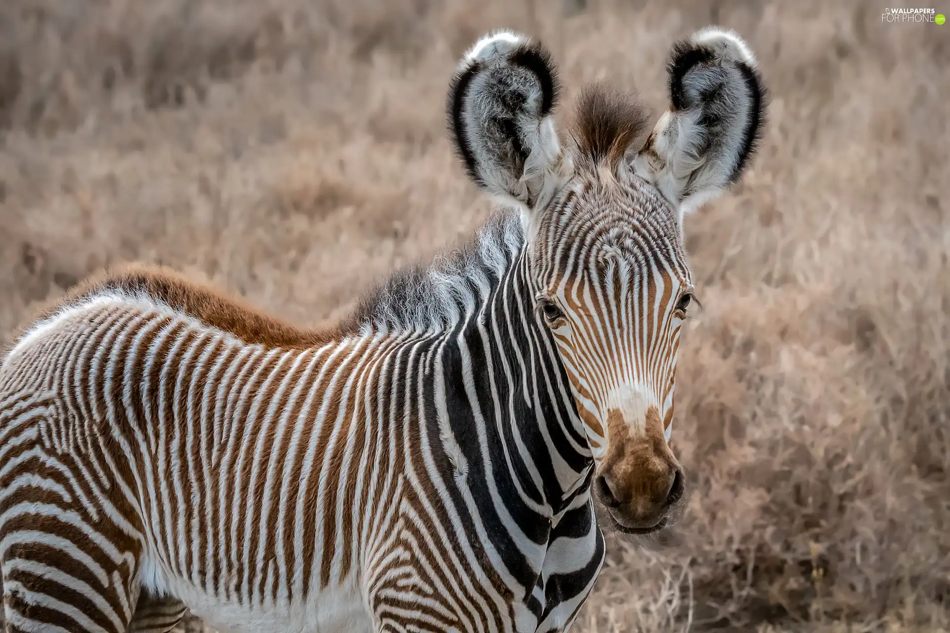 young, Zebra