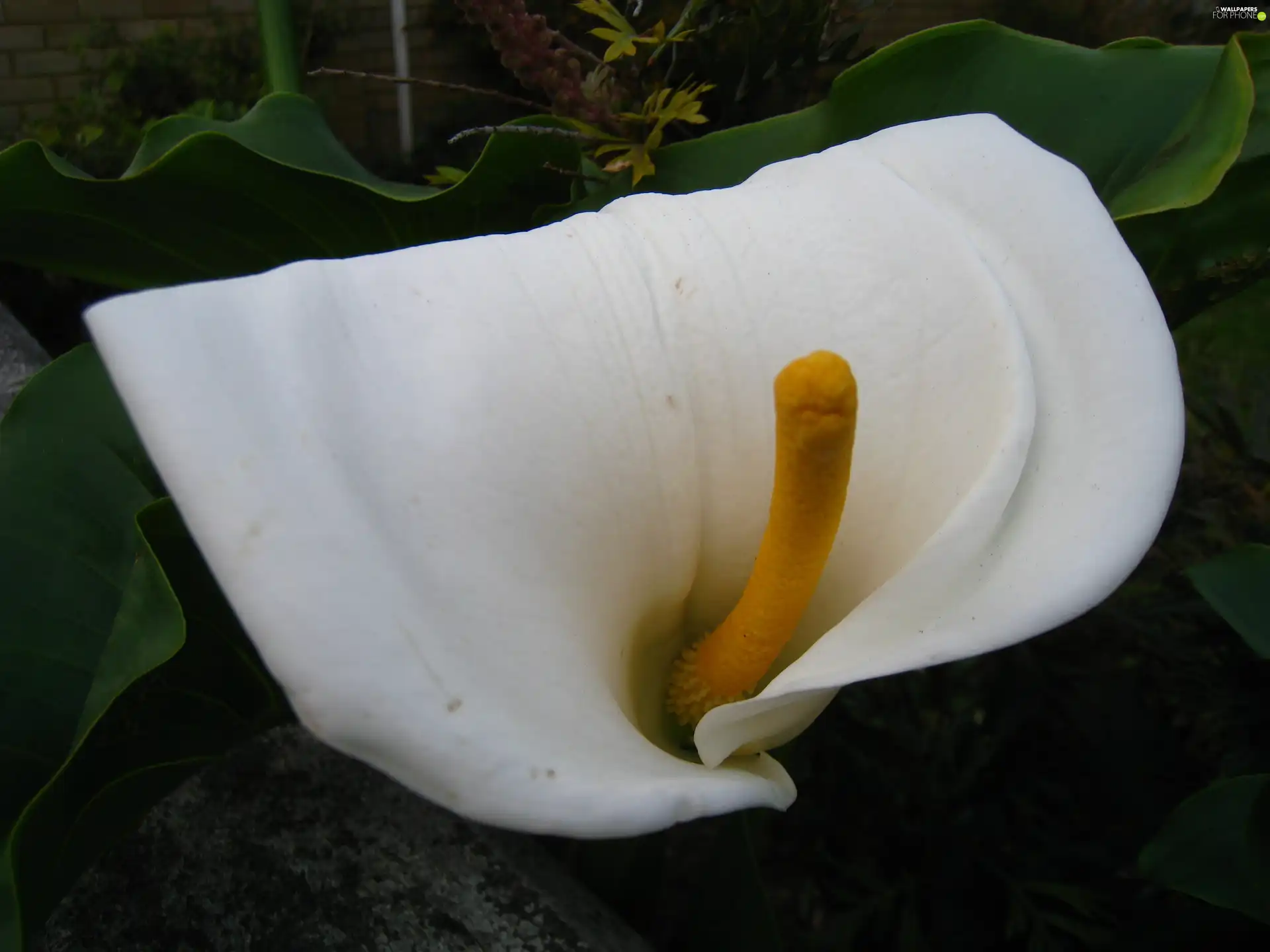 Zantedeschia