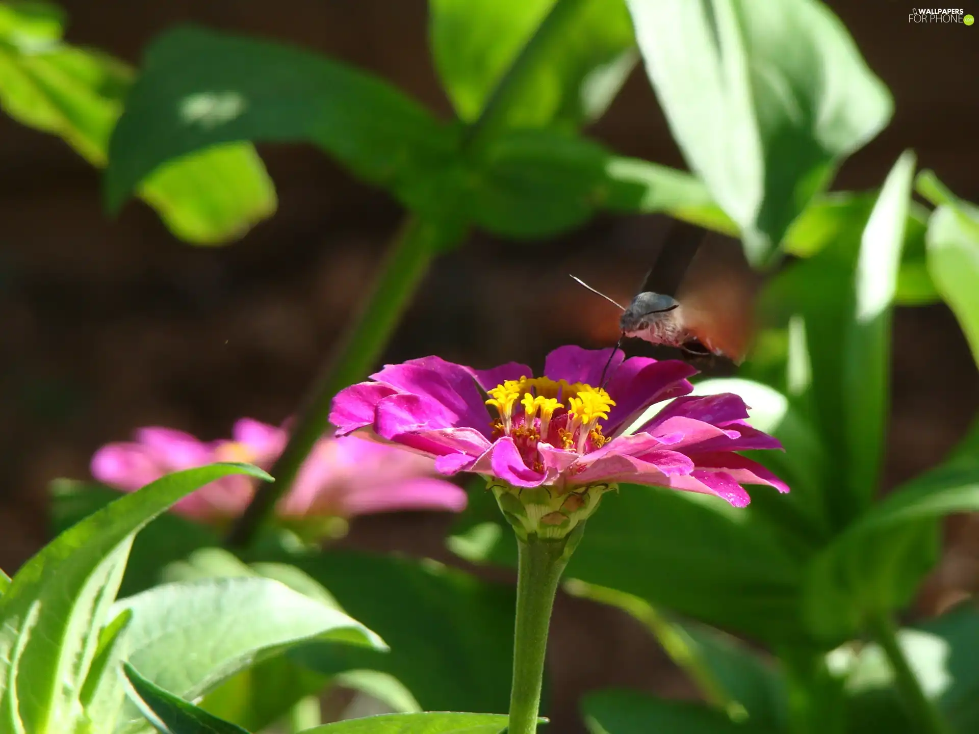 zinnia